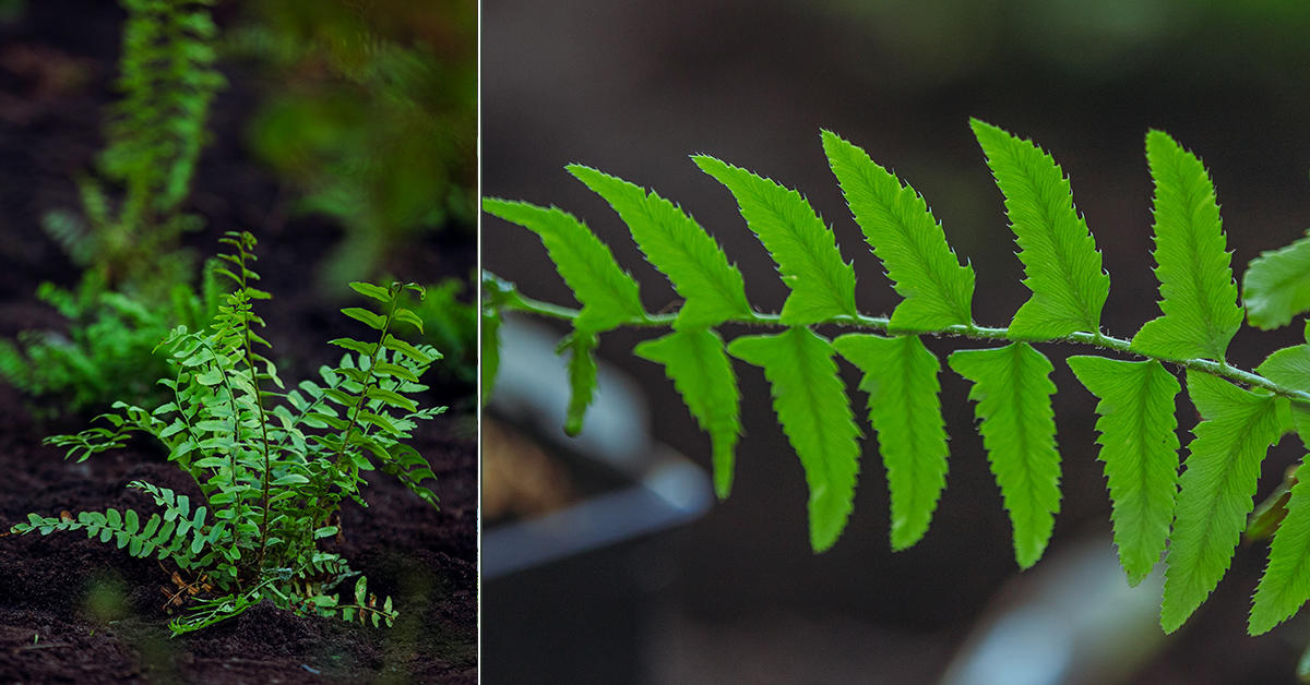 collage showing maidenhair fern planted in garden and close up of the leaves of maidenhair fern