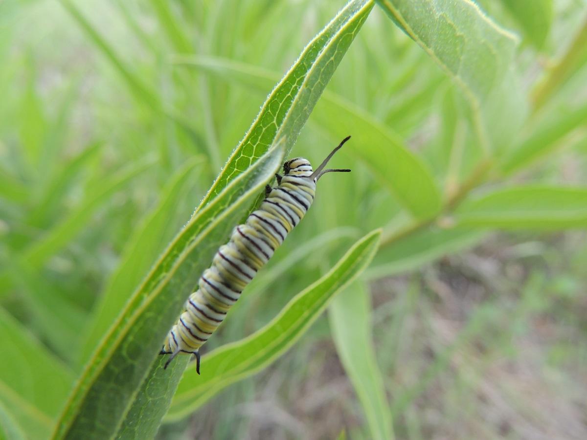 A monarch caterpillar