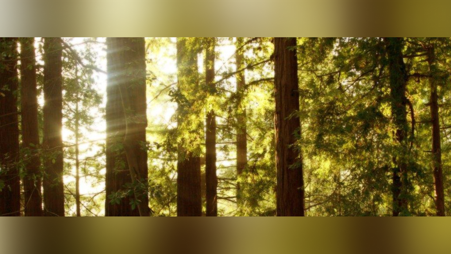 Arbres