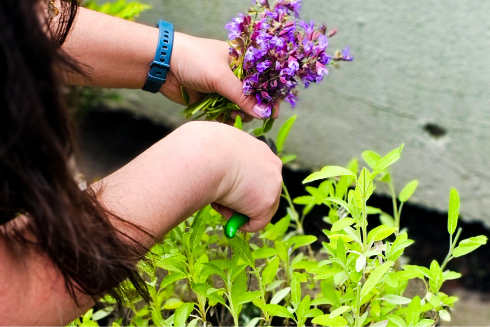 Tasha Simon coupe de la sauge dans le Jardin des médecines sacrées