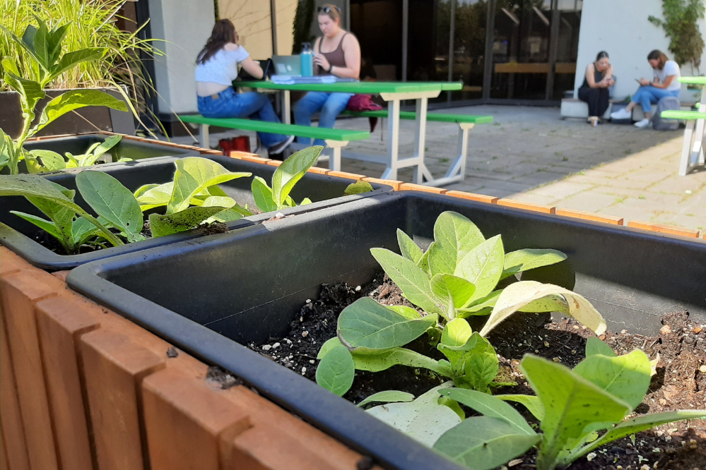 Tobacco grows in planters outside in a picnic area. Students sit at tables nearby working and studying