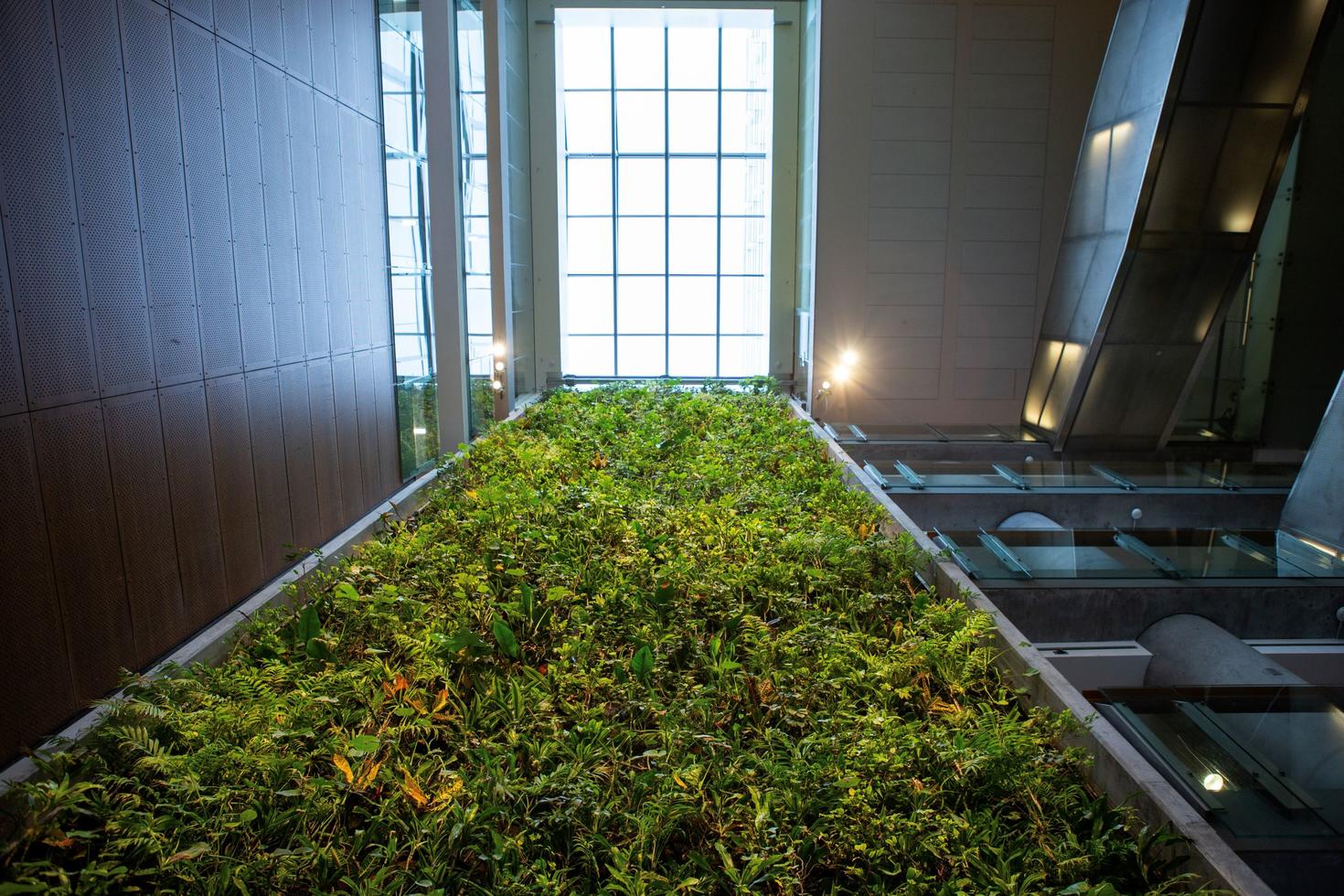 vue vers le haut du mur de plantes