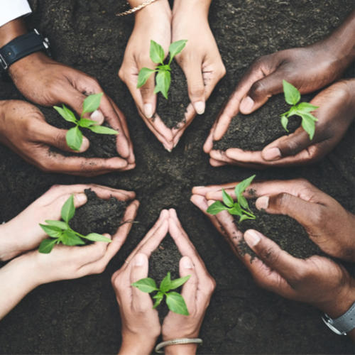 Hands planting plants