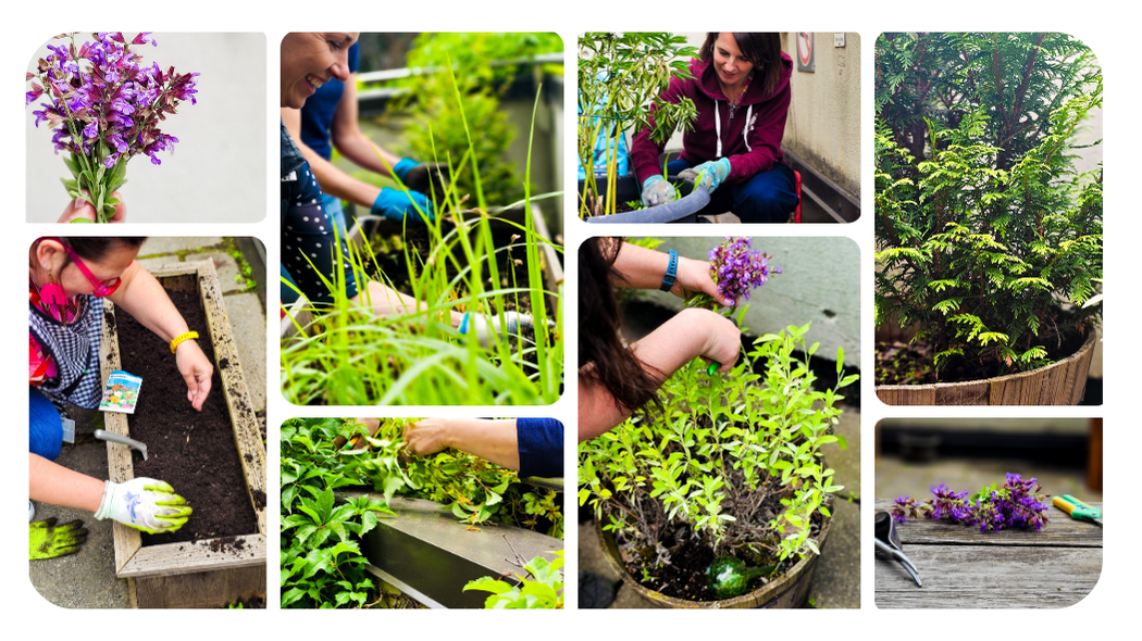Collage of images from the Spirit Garden event showing the sacred medicines and attendees tending to the garden