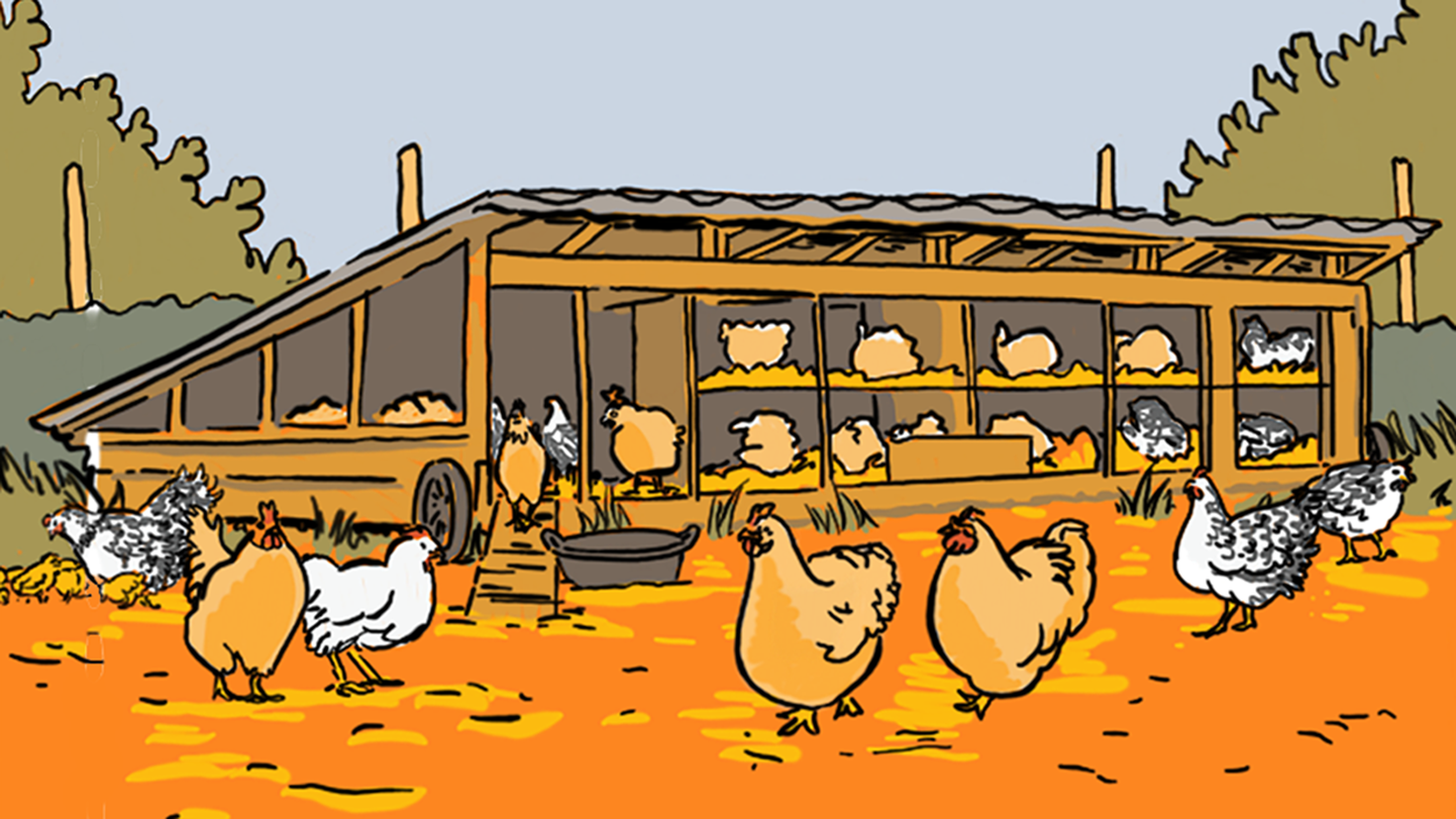 chicken-coop-cover