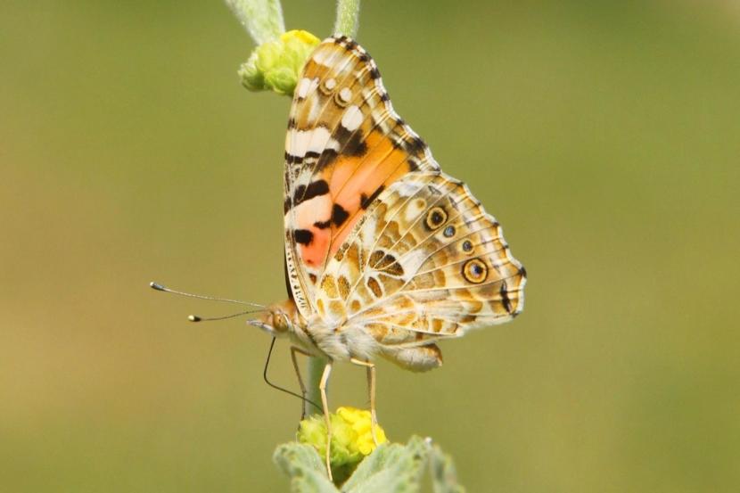 A Painted Lady butterfly specimen on a plant – photo credit: Gerard Talavera