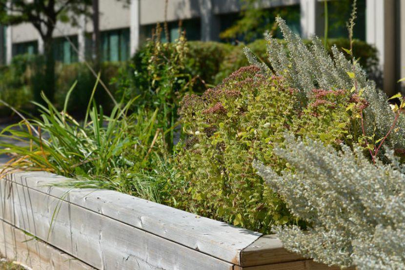 Closeup of the Indigenous Garden