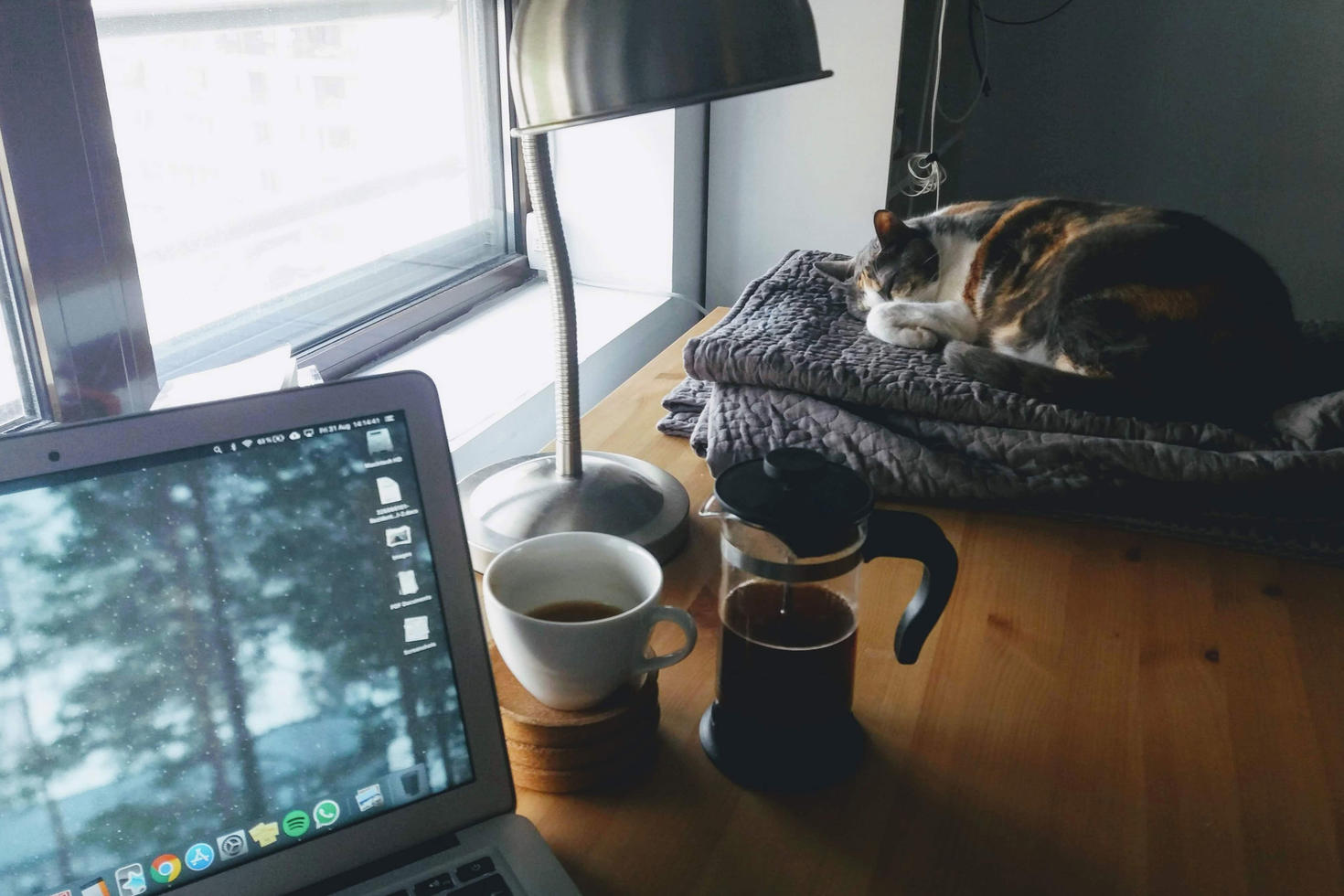chat dormant à côté d'un ordinateur