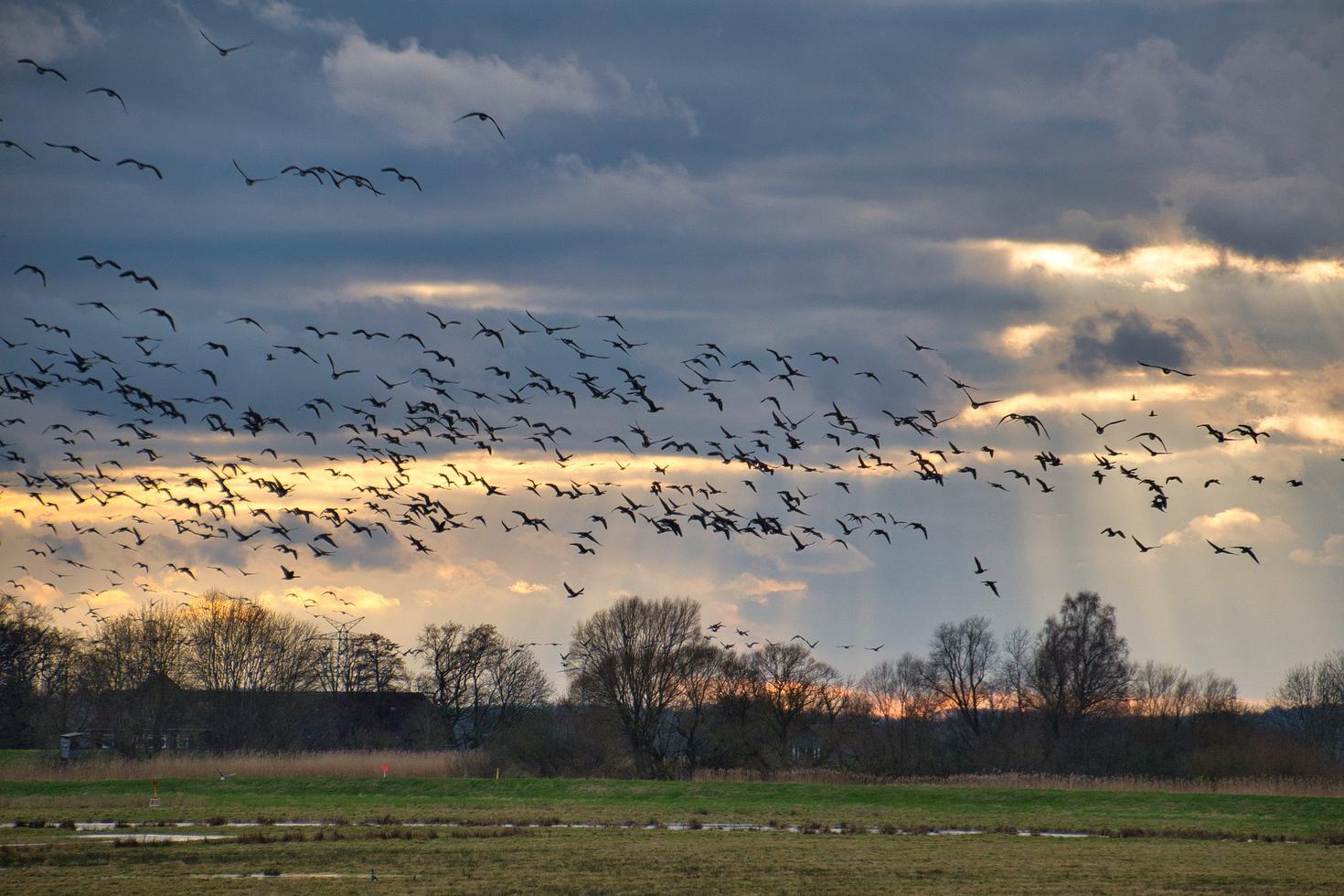 Une volée d'oiseaux