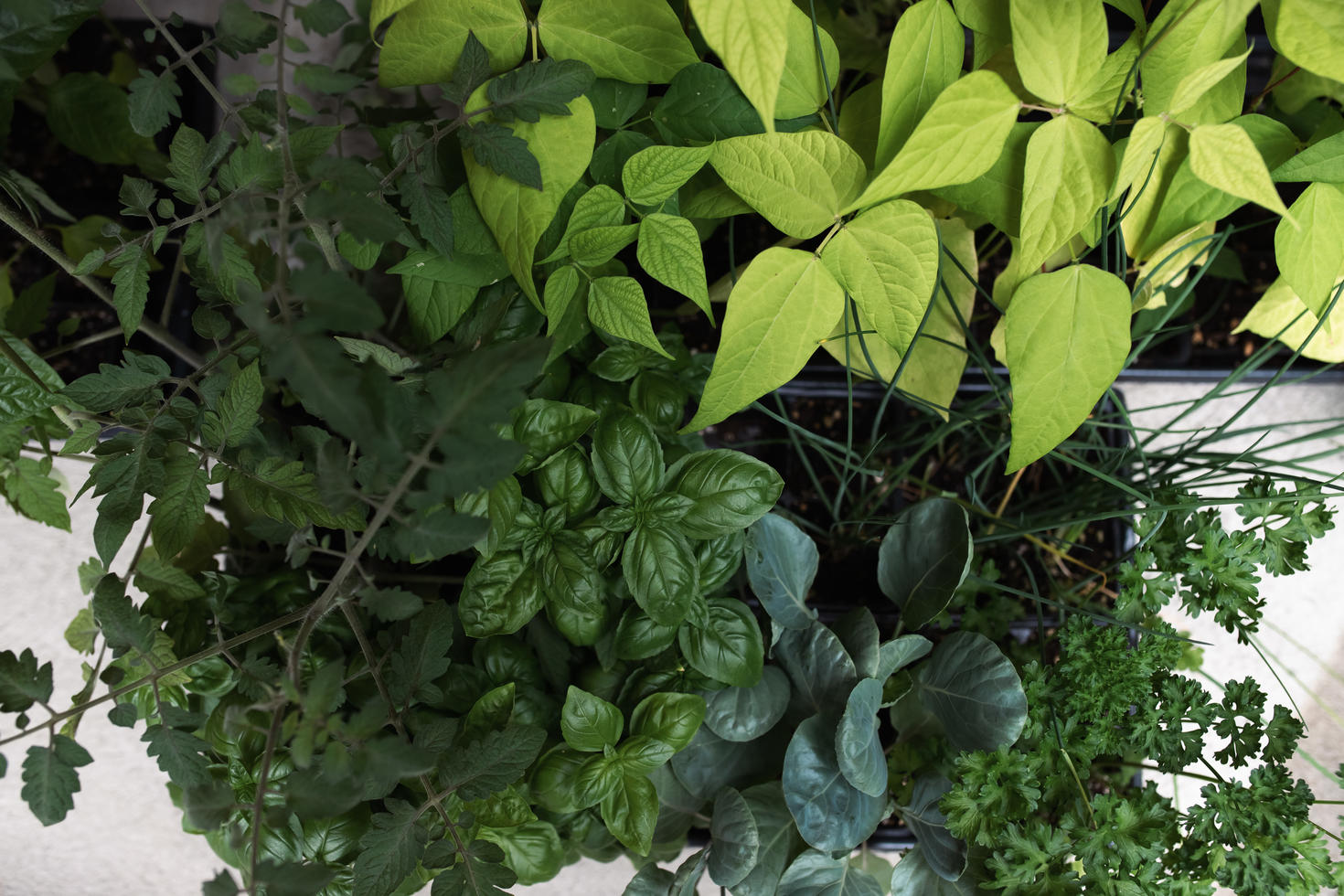 Quelques-uns des plants remis aux partenaires communautaires