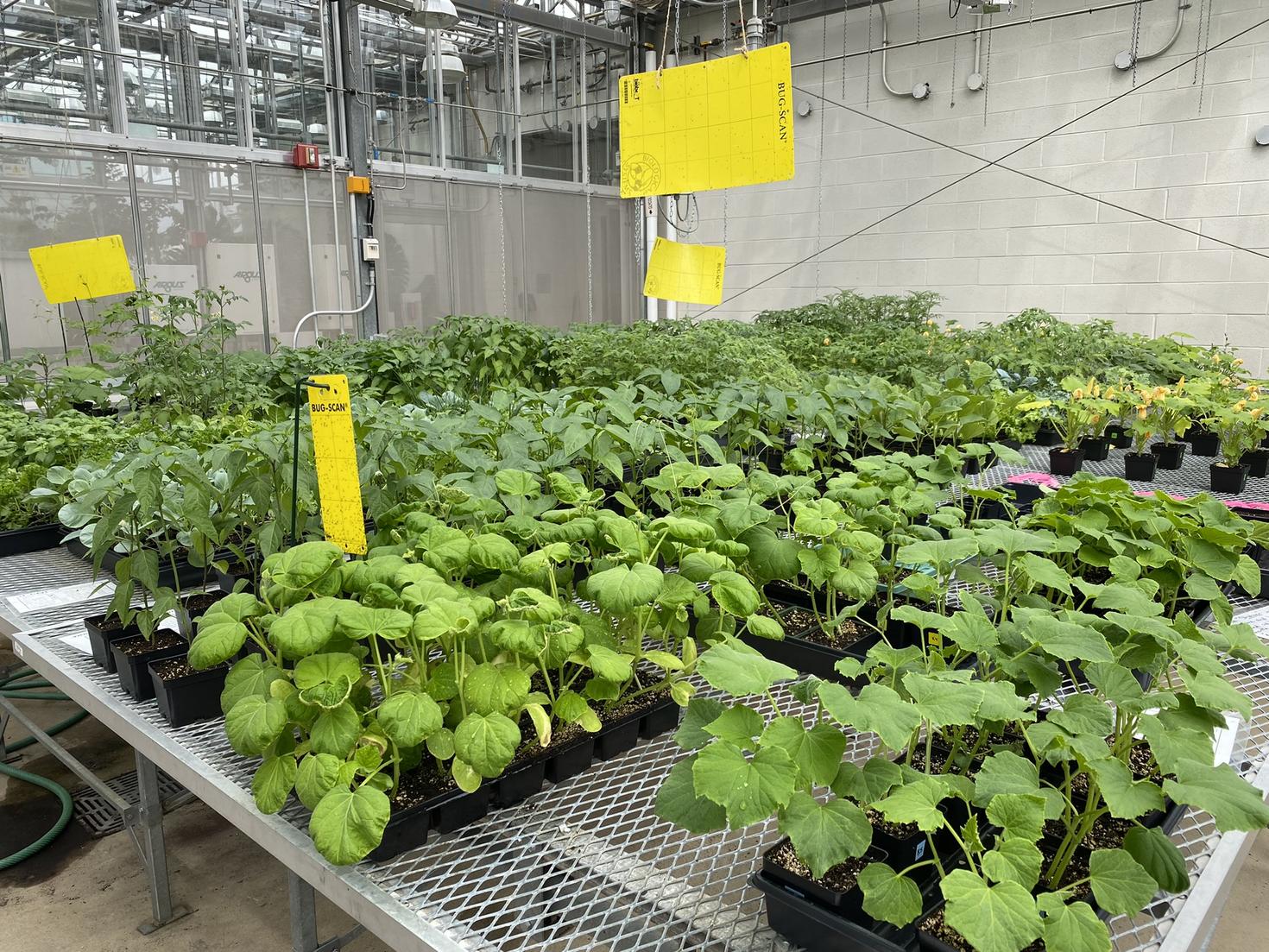 Des plants dans la serre de l’Université d’Ottawa