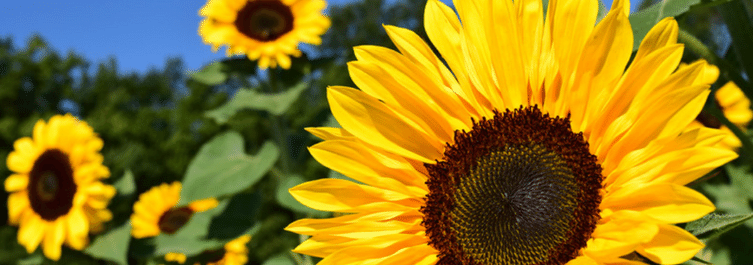 sunflower field