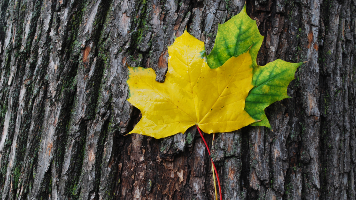 two maple leaves, one green and the other yellow