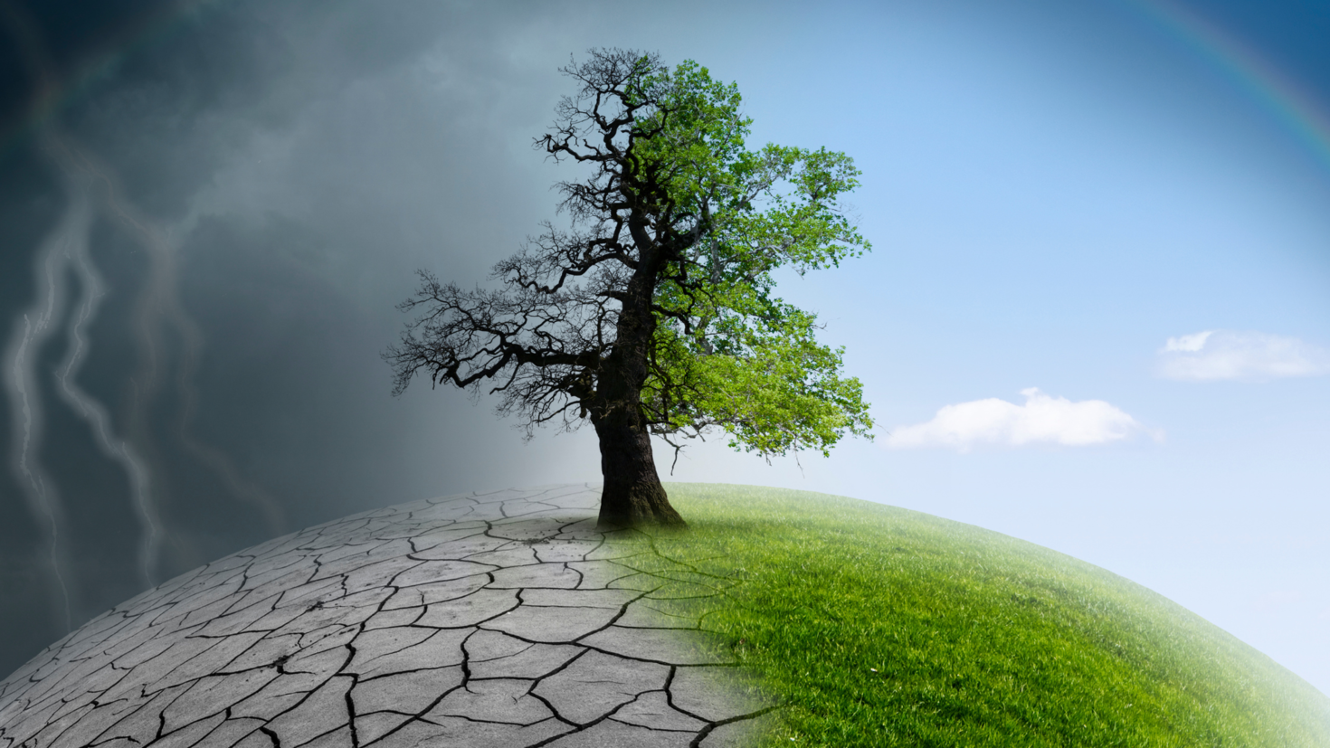 Arbre vert en santé à la droite, arbre mort avec du tonerre à la gauche