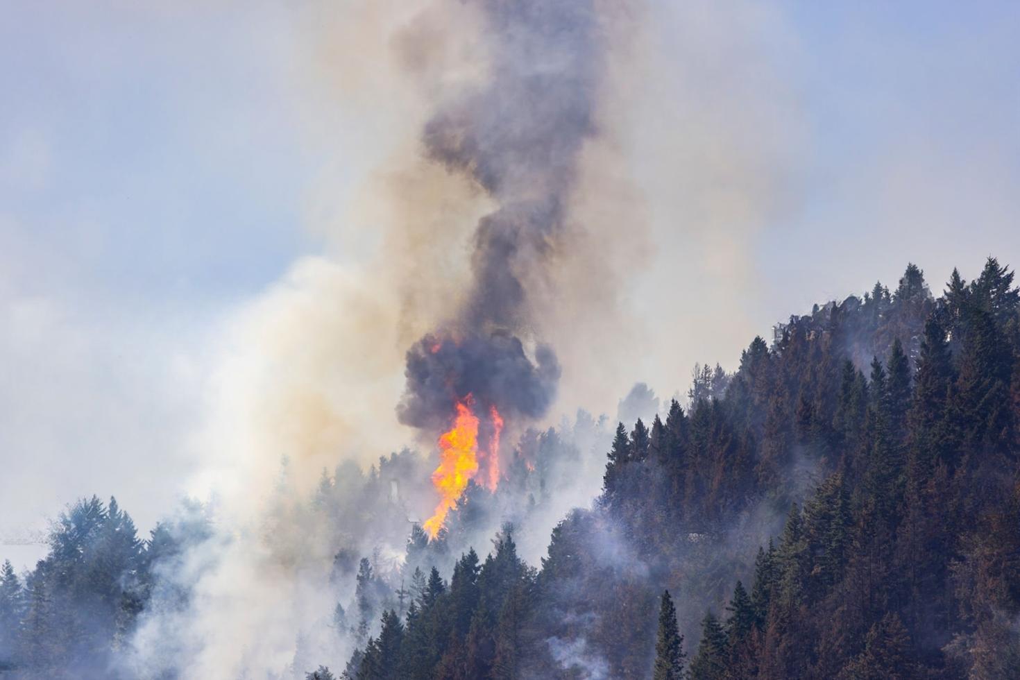 Feu de forêt