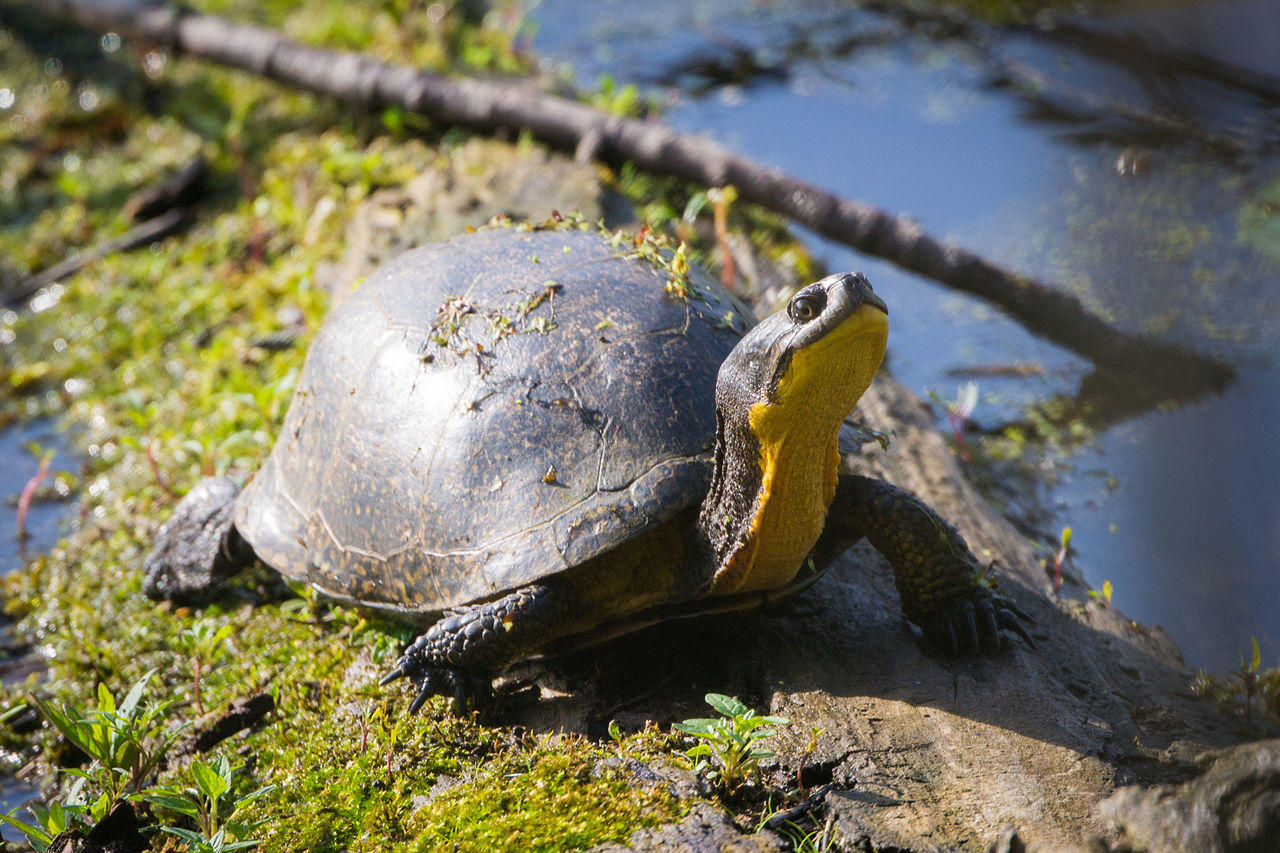 Une tortue d’eau douce 