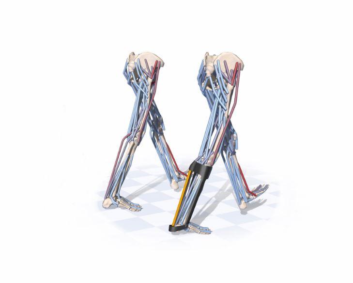 modèles musculosquelettiques