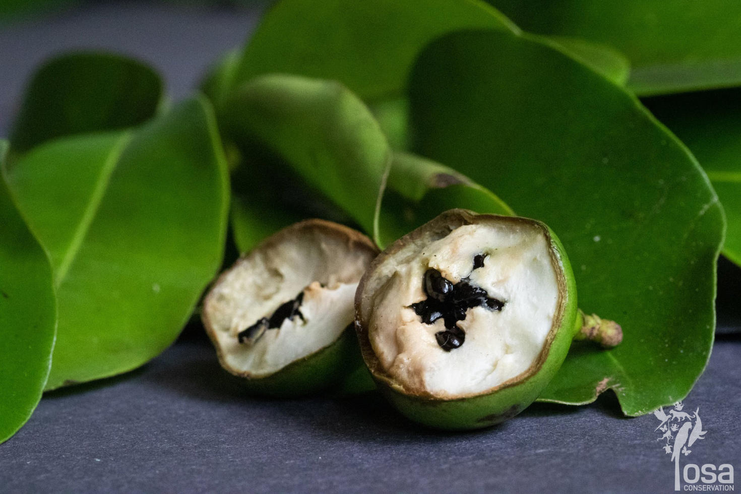 Fruit du Pleodendron costaricense coupé en deux montrant les graines noires au centre