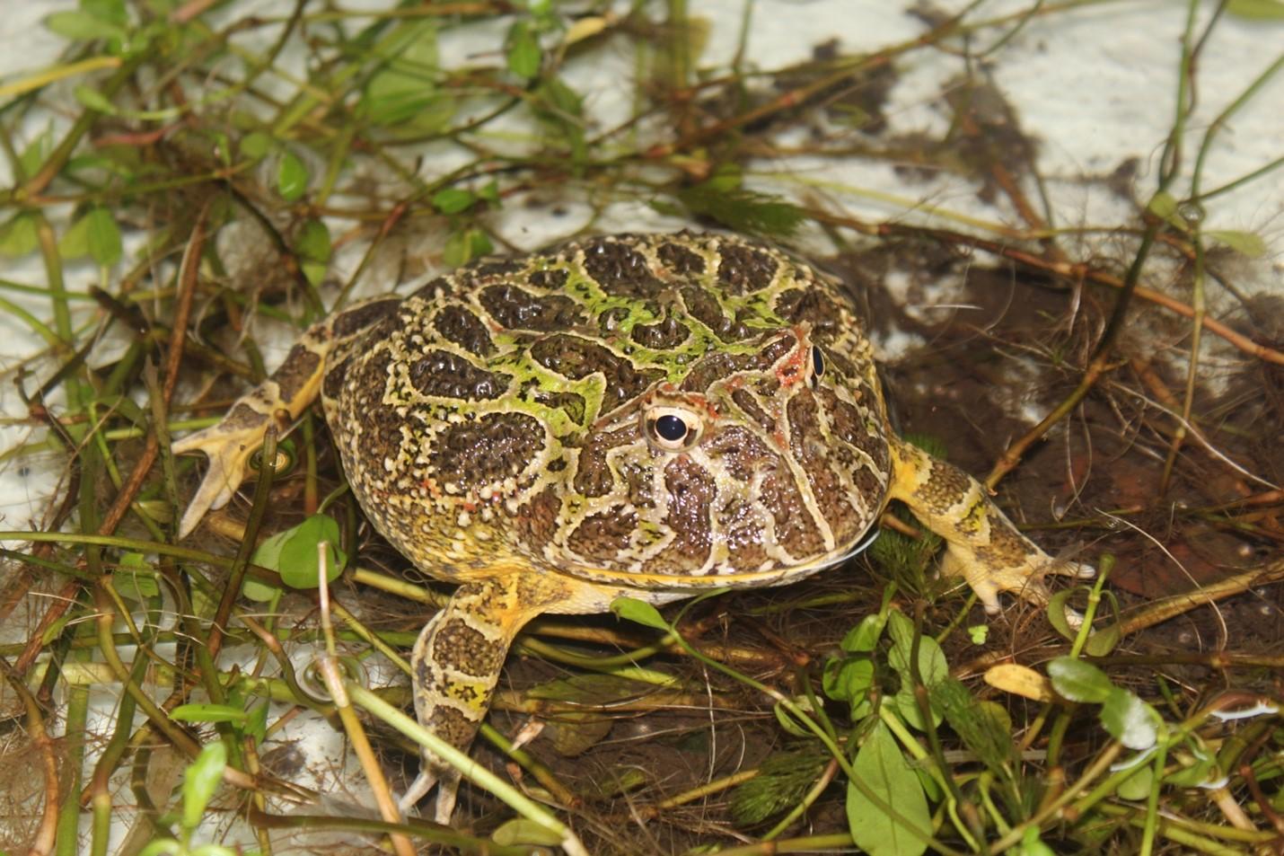 Grenouille cornue d’Argentine – Ceratophrys ornata – Photo : Carolina Salgado Costa