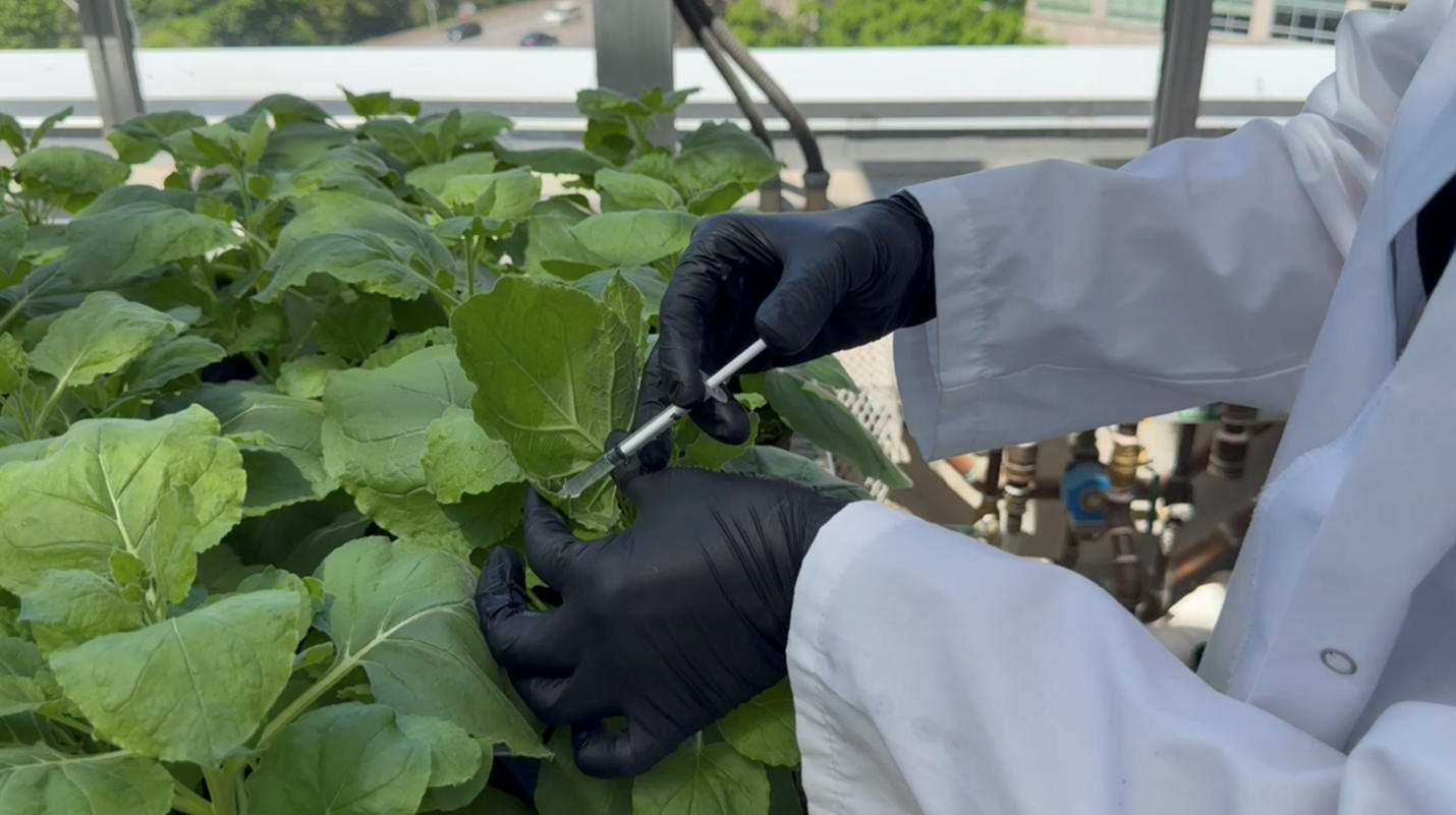 Une solution de production durable de sémaglutide pour remédier à la pénurie d’Ozempic présentée au concours iGEM. Photo : Amelia Adams