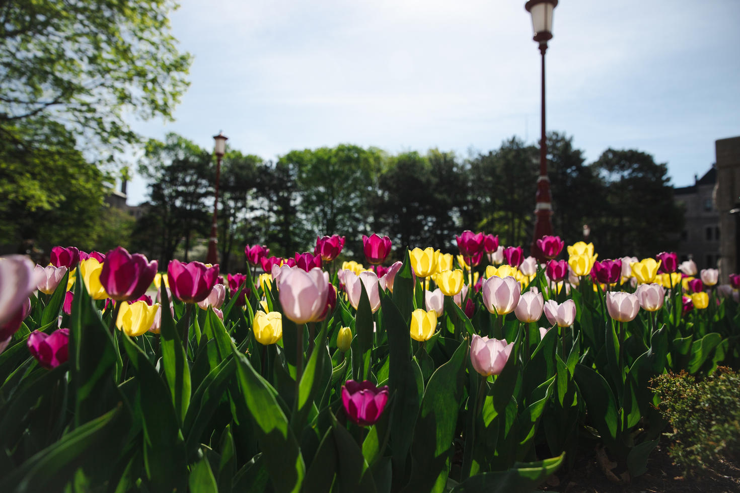 Tulipes