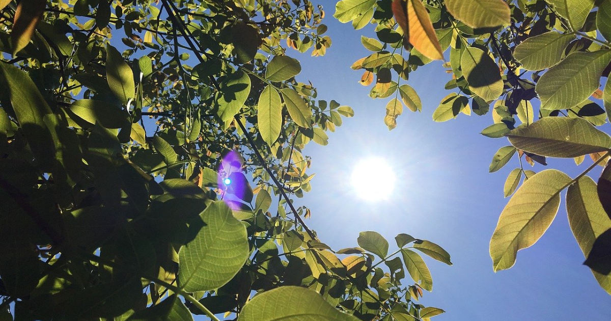 Le soleil brille à travers des feuilles d'arbre
