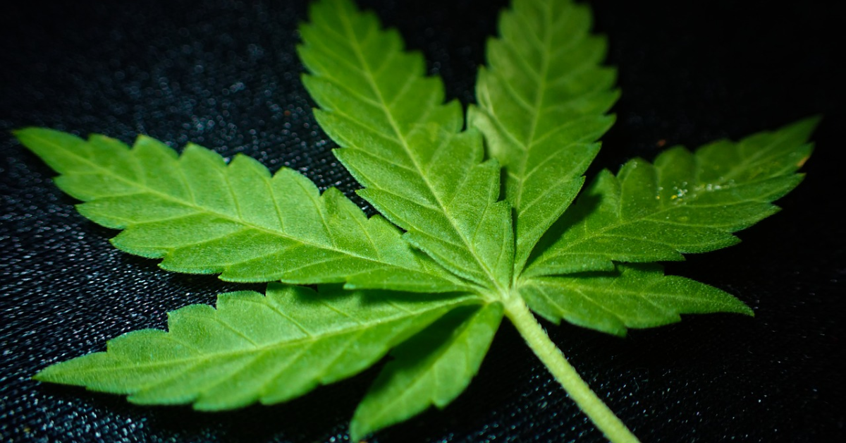 Feuille de cannabis