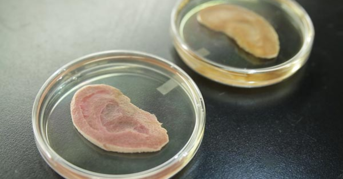 Une oreille humaine faite de plantes au Laboratoire Pelling.