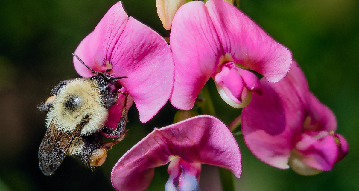 Bombus impatiens