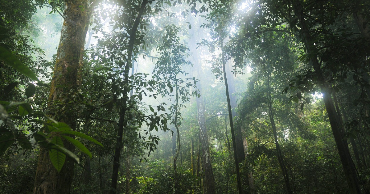 Le soleil brillant à travers les arbres dans une dense forêt tropicale.