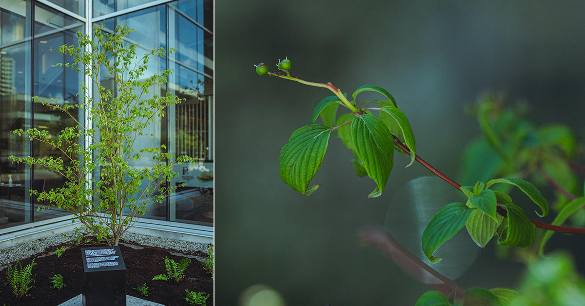 arbuste de cornouiller planté à l'extérieur du bâtiment de la faculté des sciences sociales et gros plan sur les feuilles et les baies