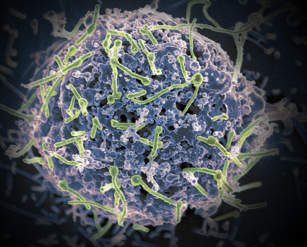 Souche d'Ebola