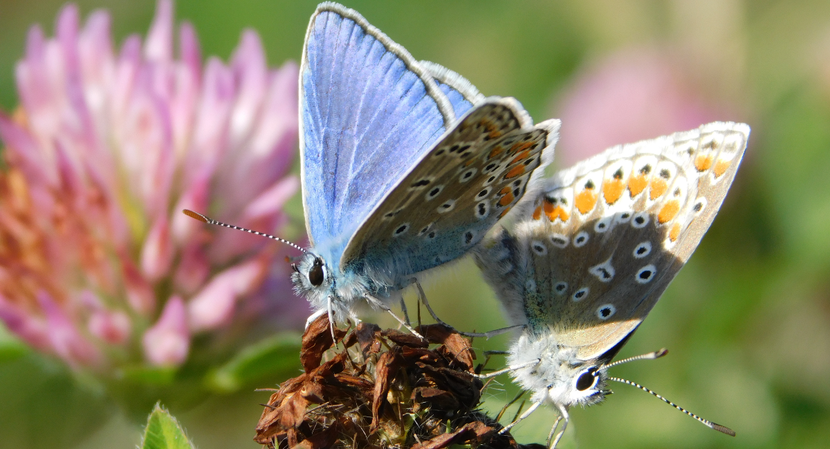 Des Polyommatus icarus