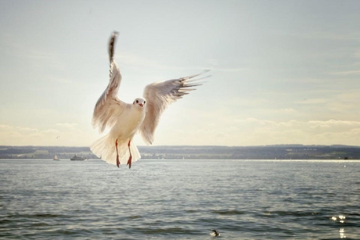 Goéland volant au dessus de l'eau