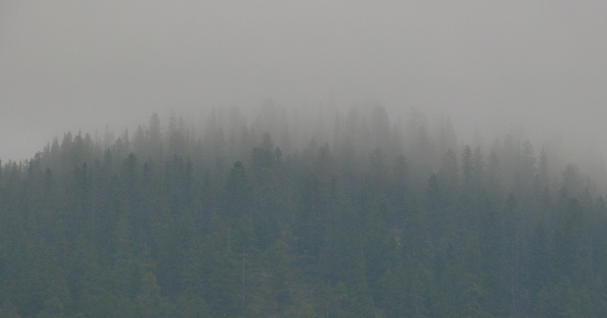 Thick smoke in a forest area
