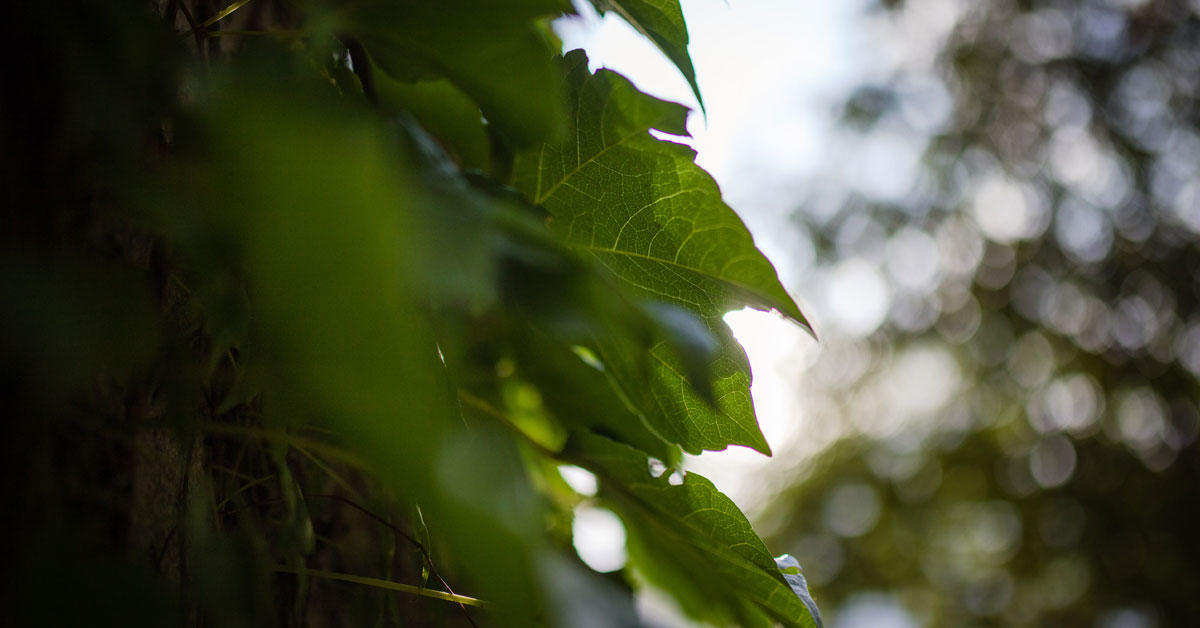 Closeup of leafy vines on a wall.