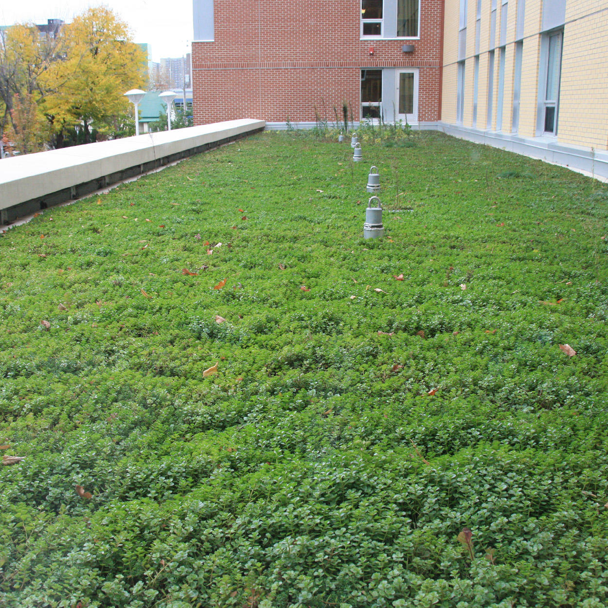 Green roof