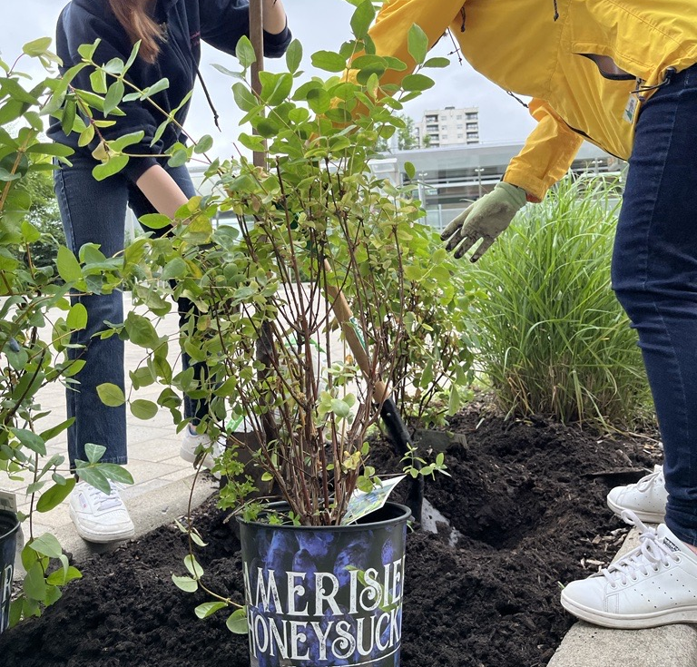 Des bénévoles plantent des arbres fruitiers sur le campus