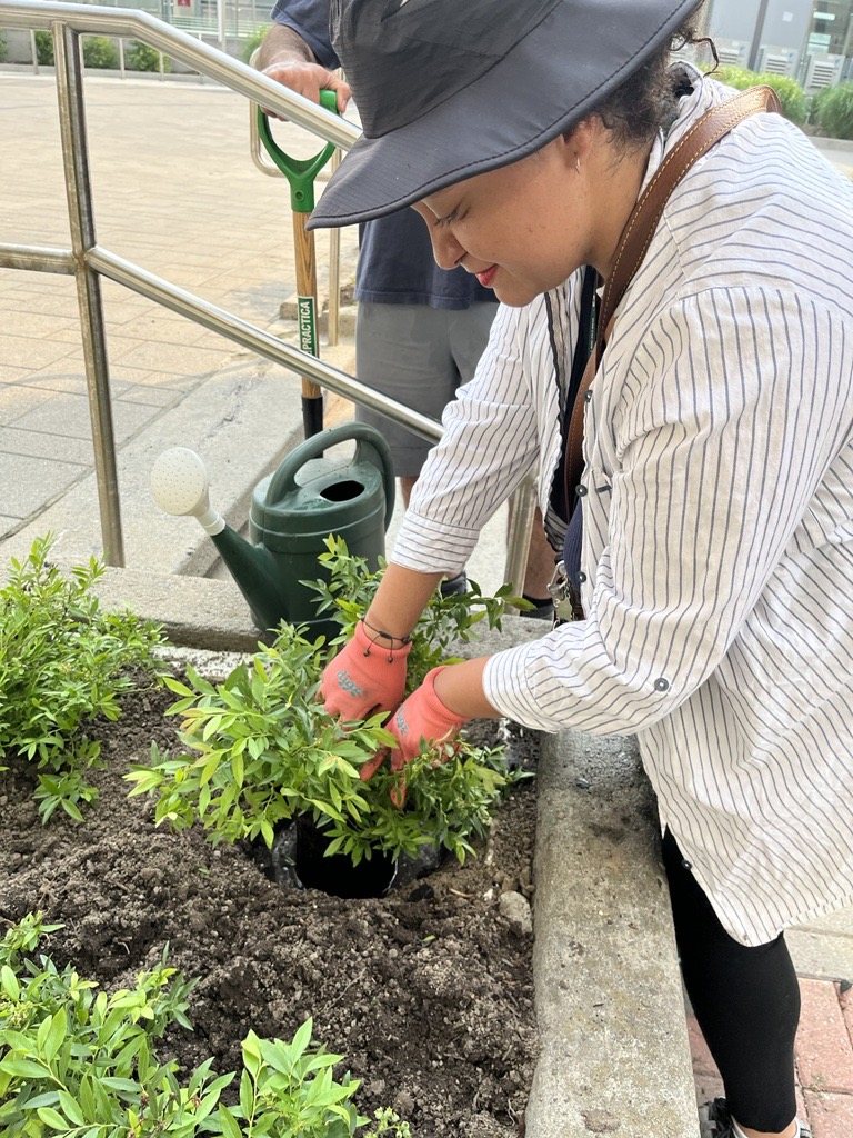 Une bénévole plantent des arbres fruitiers sur le campus