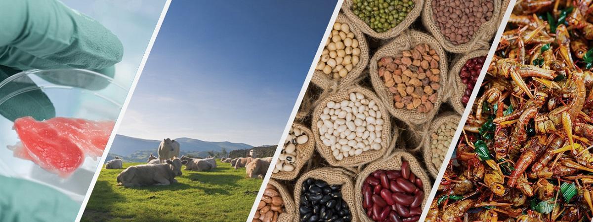  Four images show the gloved hands of a researcher holding a petri dish containing meat; cows lying in a meadow; an assortment of beans; and various insects.
