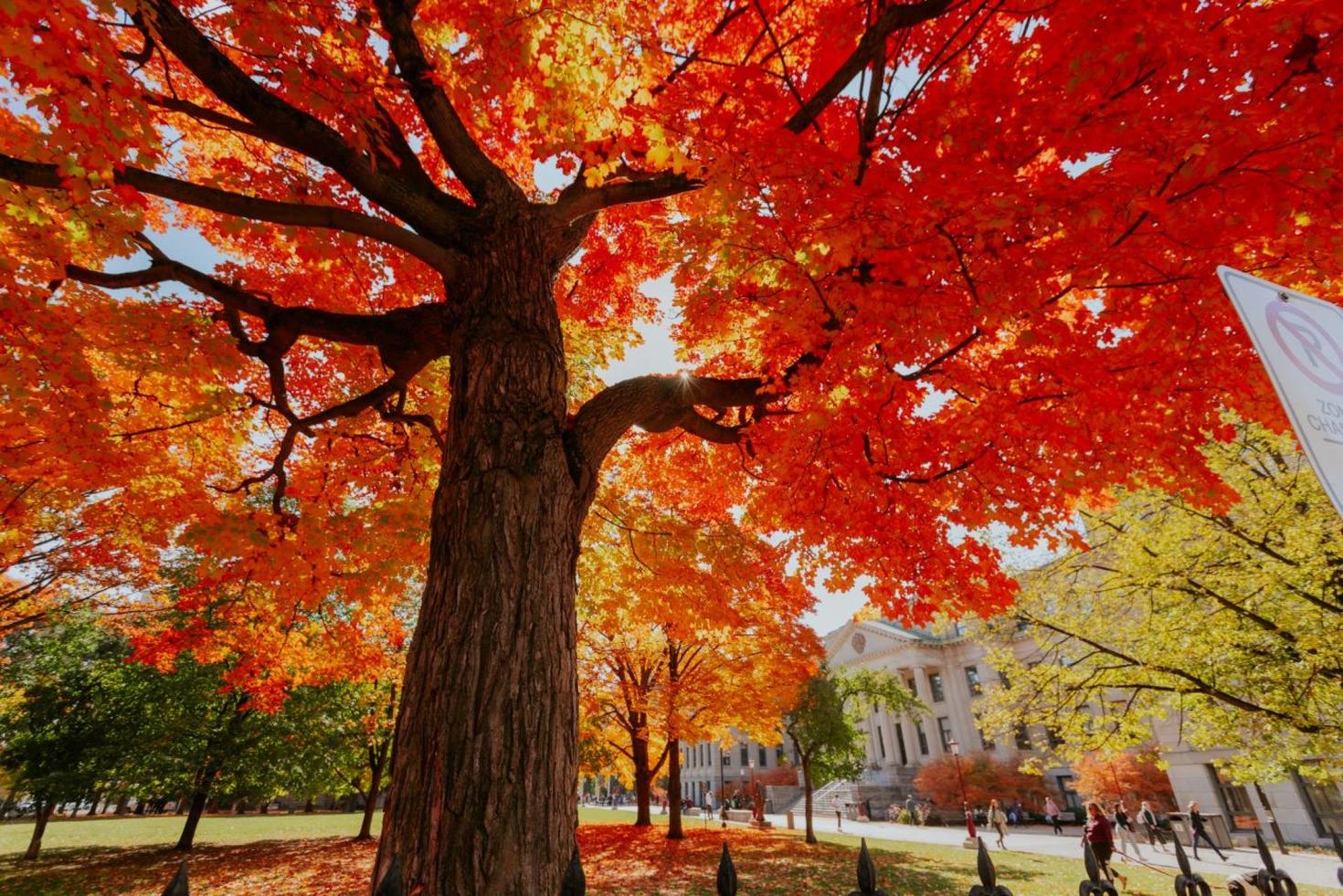 iconic maple tree in fall colours on tabaret lawn