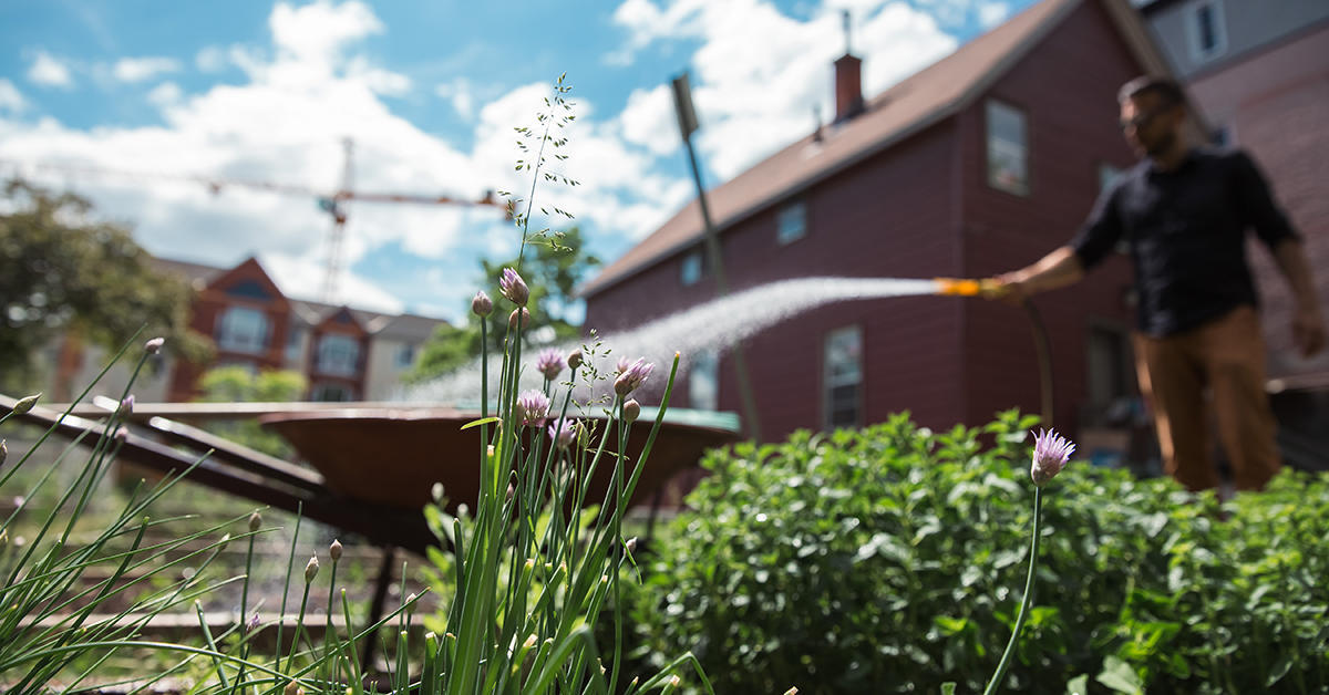 Man watering plants in a community garden on campus
