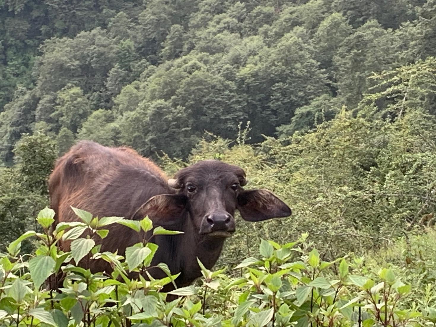 A brown cow in the middle of a forest