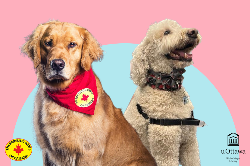 2 dogs
