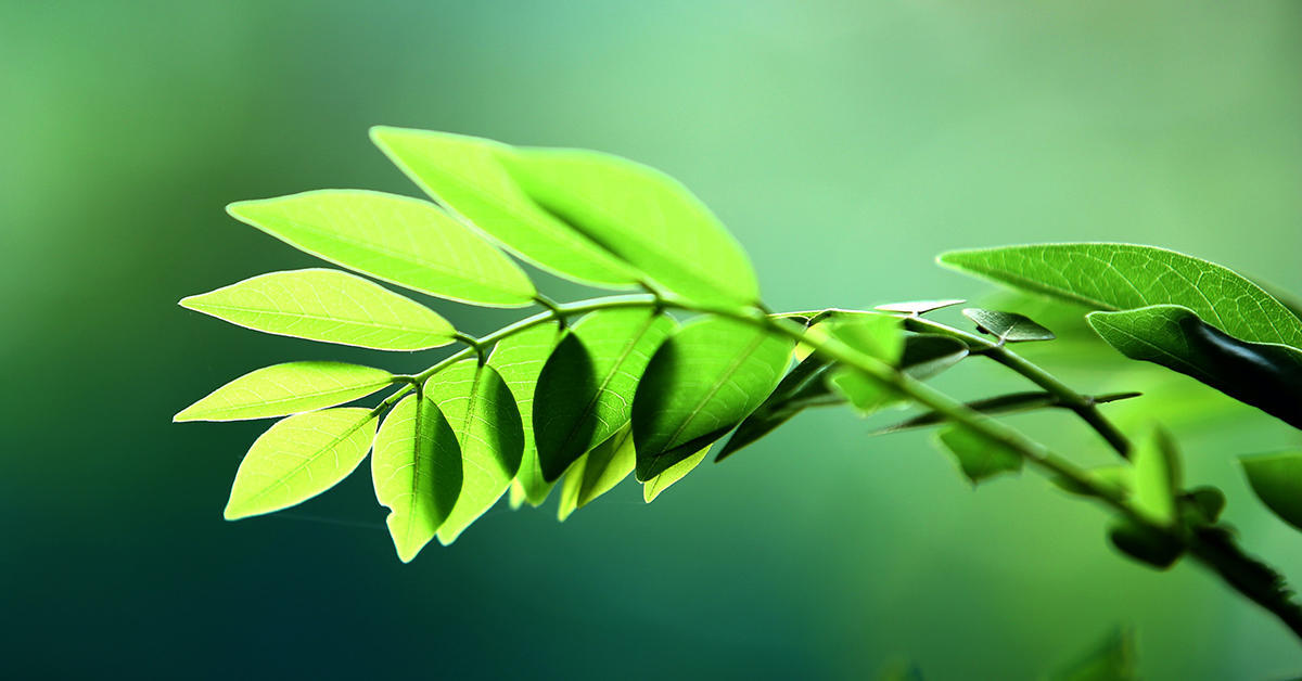 leaves of a plant on green background