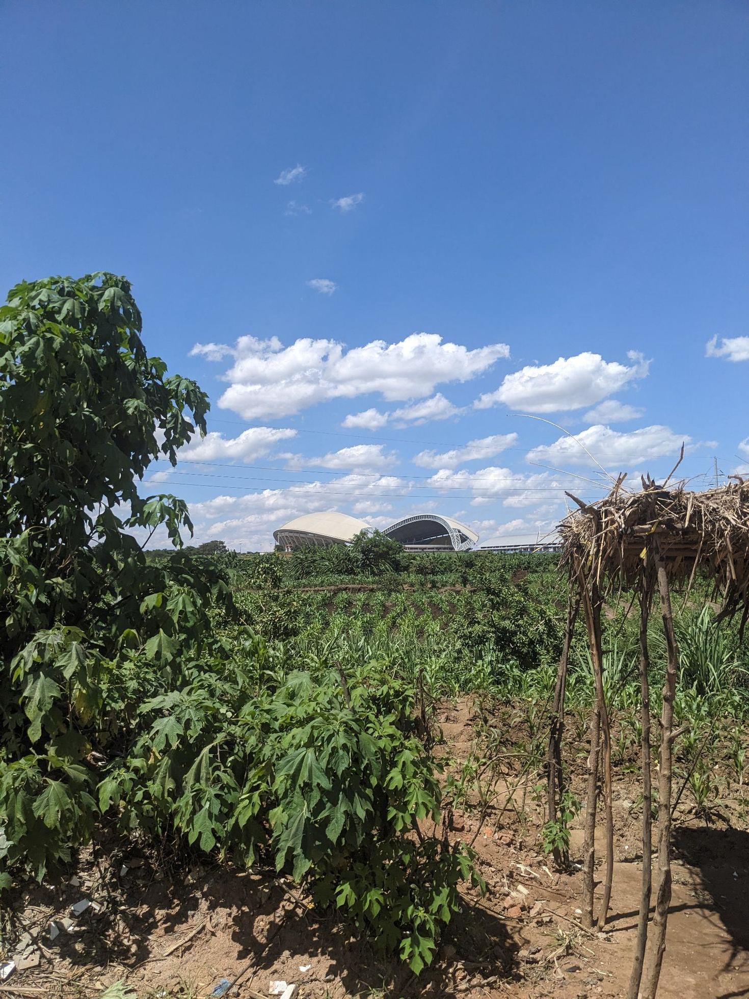 Le ciel en arrière-plan avec un champ couvert d'herbe et des mini-arbres au premier plan