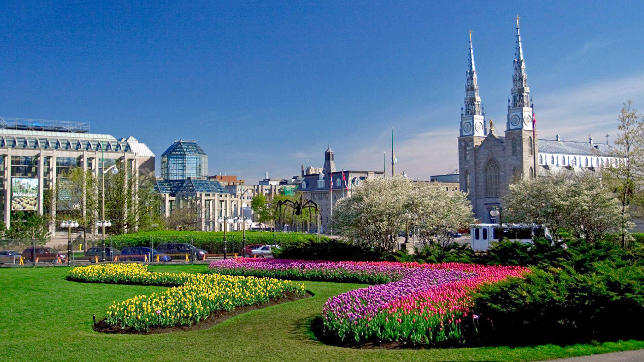 Tulipes en fleurs au parc Major's Hill.