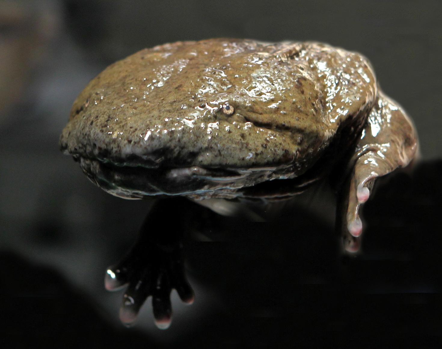 Hellbender -Cryptobranchus alleganiensis - Photo: Christian Sperka, Nashville Zoo