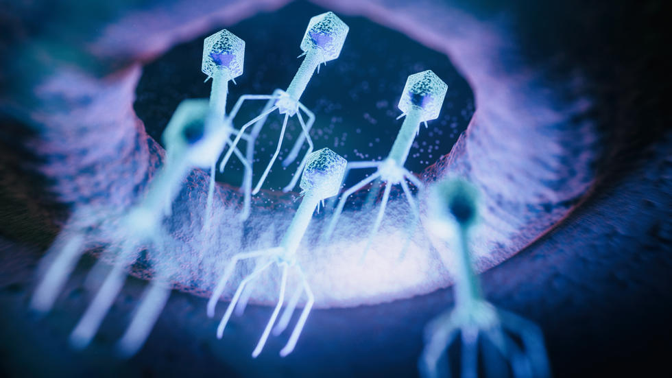 Phages cropped