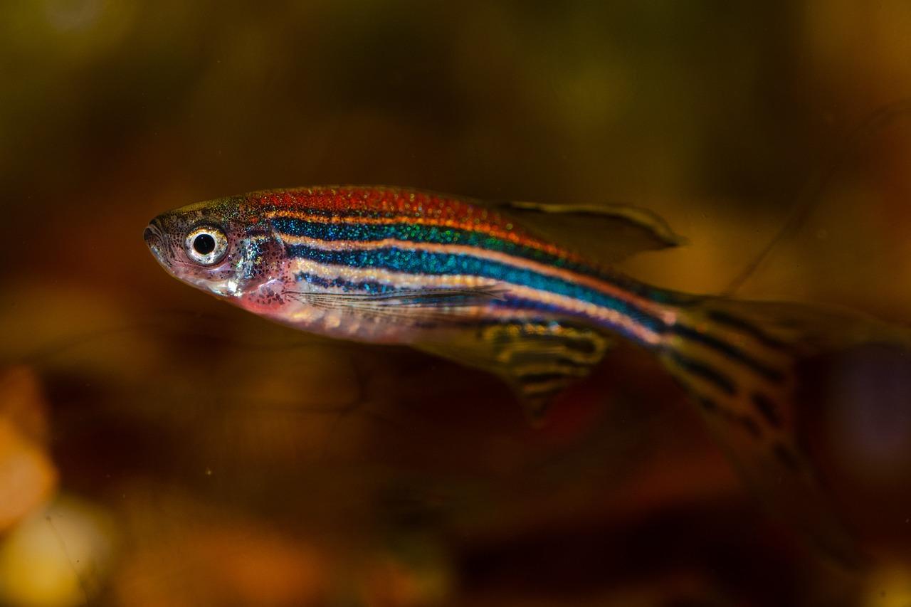 Zebrafish - Credit: Pixabay